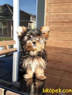 TEA CUP YORKSHIRE TERRIER YAVRULARIMIZ 2
