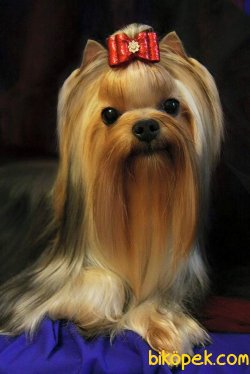 TEA CUP YORKSHIRE TERRIER YAVRULARIMIZ GELDİ 1