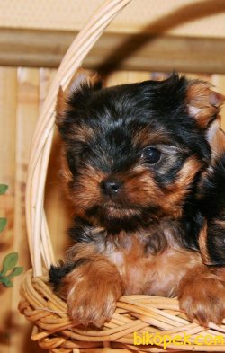 TEA CUP YORKSHIRE TERRIER YAVRULARIMIZ GELDİ 2