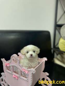 TEACUP 0 NUMARA KARBEYAZ PAMUK KIZIMIZ 4
