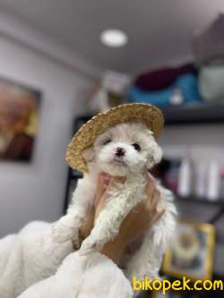 TEACUP 0 NUMARA KARBEYAZ PAMUK KIZIMIZ 5