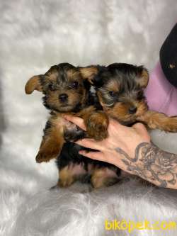 Teacup Anne Altından Orjinal Silver/ Golden Yorkshire 2
