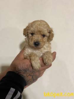 TEACUP APRİCOT POODLE YAVRULAR 1