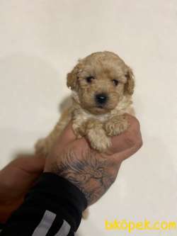 TEACUP APRİCOT POODLE YAVRULAR 2