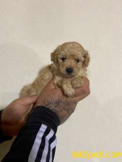 TEACUP APRİCOT POODLE YAVRULAR 3