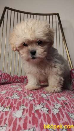 Teacup Bebek Yüzlü Maltipoo Yavrumuz 3