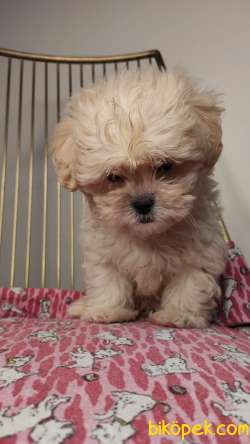 Teacup Bebek Yüzlü Maltipoo Yavrumuz 1