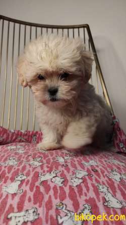 Teacup Bebek Yüzlü Maltipoo Yavrumuz 2