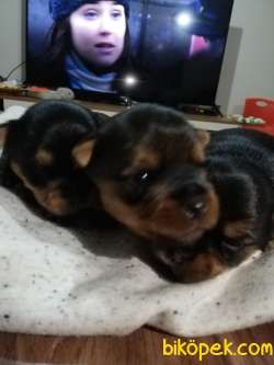 TEACUP BEBEKLER 1