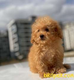 TEACUP BOY POODLE YAVRUMUZ 2