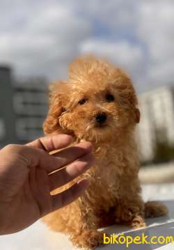 TEACUP BOY POODLE YAVRUMUZ 3