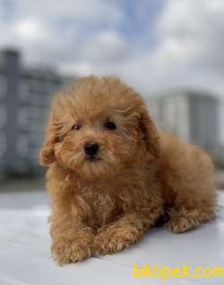 TEACUP BOY POODLE YAVRUMUZ 5