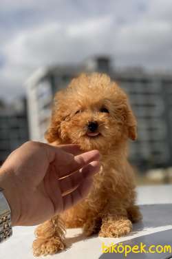 TEACUP BOY POODLE YAVRUMUZ 1