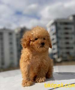 TEACUP BOY POODLE YAVRUMUZ 4