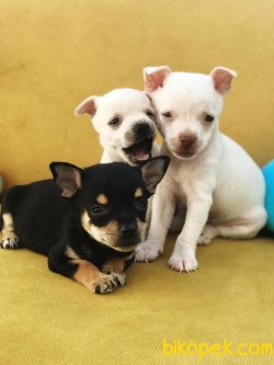 Teacup Chihuahua 1