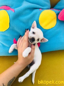 Teacup Chihuahua 2