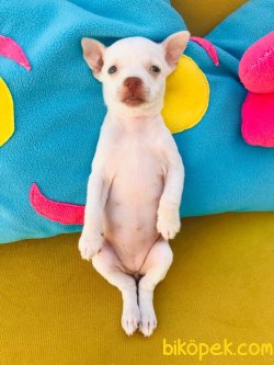 Teacup Chihuahua 3