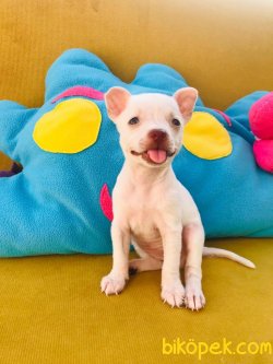 Teacup Chihuahua 5