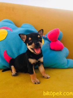 Teacup Chihuahua 4