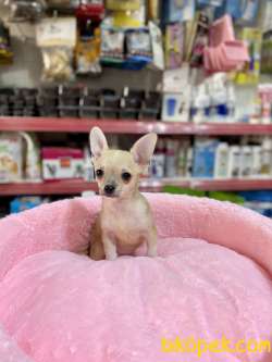 Teacup Chihuahua Bebegimiz 3