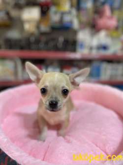 Teacup Chihuahua Bebegimiz 1