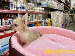 Teacup Chihuahua Bebegimiz 4