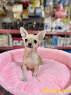 Teacup Chihuahua Bebegimiz 2