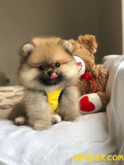 Teacup Dişi Pomeranian Boo Yavrumuz 3