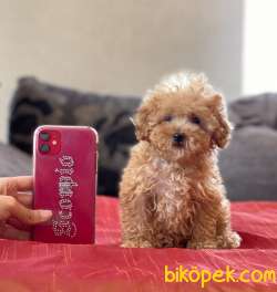TEACUP ERKEK POODLE BEBEĞİMİZ 3