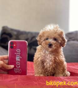 TEACUP ERKEK POODLE BEBEĞİMİZ 2