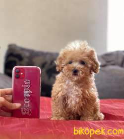 TEACUP ERKEK POODLE BEBEĞİMİZ 4