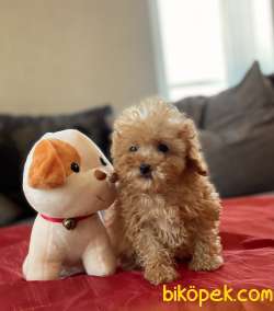 TEACUP ERKEK POODLE BEBEĞİMİZ 1