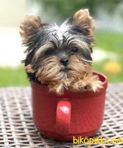 TEACUP EV ORTAMINDAN GOLD YAVRULAR 4