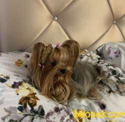 TEACUP EV ORTAMINDAN GOLD YAVRULAR 5