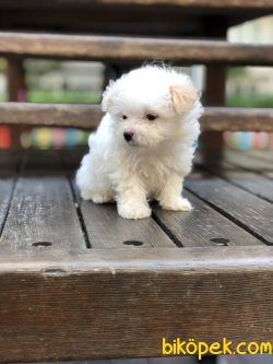 Teacup Girl Maltipoo 2