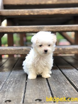 Teacup Girl Maltipoo 3