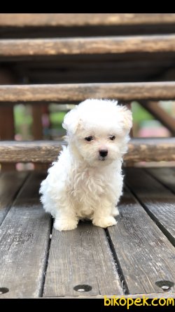 Teacup Girl Maltipoo 1