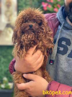 TEACUP IRKININ EN İYİSİ SAFKAN RED BROWN TOY POODLE BEBEKLERİMİZ 2