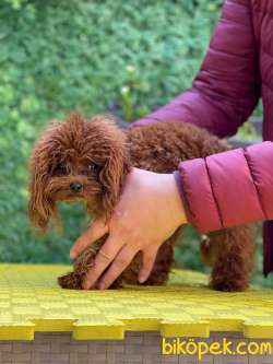 TEACUP IRKININ EN İYİSİ SAFKAN RED BROWN TOY POODLE BEBEKLERİMİZ 1