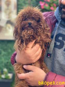 TEACUP IRKININ EN İYİSİ SAFKAN RED BROWN TOY POODLE BEBEKLERİMİZ 3