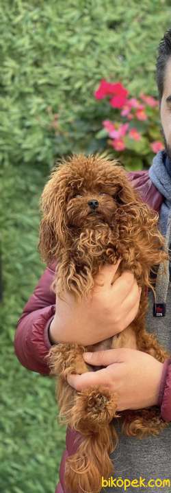 TEACUP IRKININ EN İYİSİ SAFKAN RED BROWN TOY POODLE BEBEKLERİMİZ 4