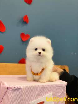 Teacup Kar Beyaz Pomeranian Boo Yavrumuz