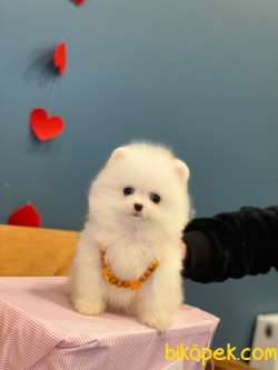 Teacup Kar Beyaz Pomeranian Boo Yavrumuz 2