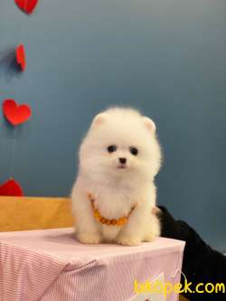 Teacup Kar Beyaz Pomeranian Boo Yavrumuz 3