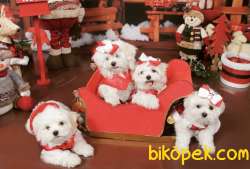 Minicik Boyut  Maltese Mini Boy Yavrular 2