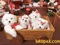 Minicik Boyut  Maltese Mini Boy Yavrular 3