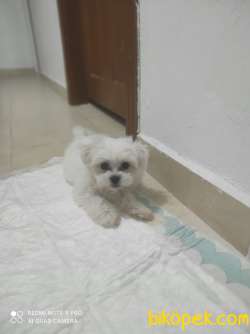 Teacup Maltese Terrier 2