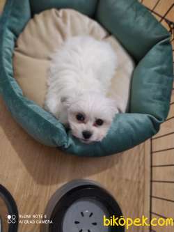 Teacup Maltese Terrier 3