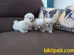 Teacup Maltese Terrier 2