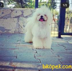 Teacup Maltese Terrier 1